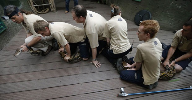 Píton passou por exames no zoológico de Chester. (Foto: Phil Noble/Reuters)