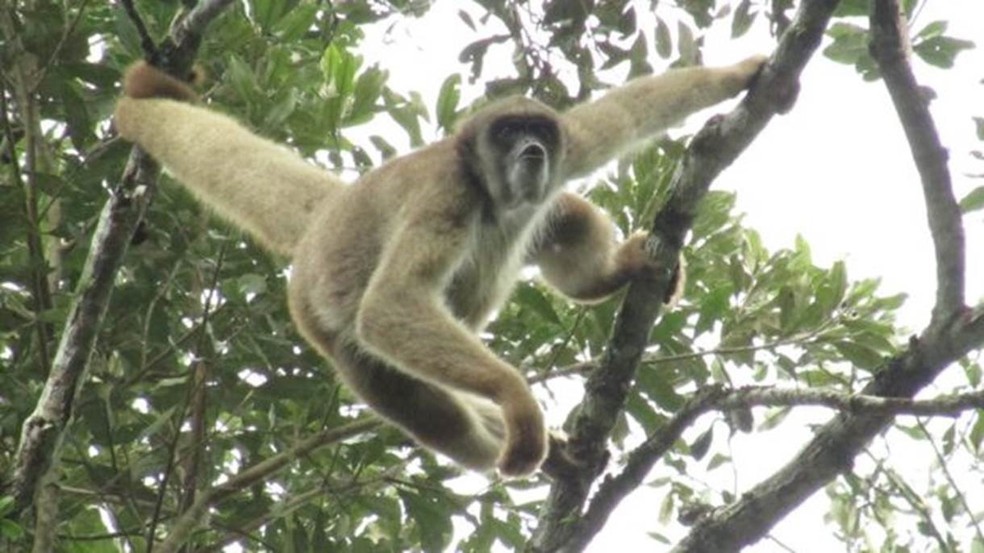 O muriqui-do-norte é uma das espécies de primatas mais ameaçadas do mundo. O vírus chegou à reserva ambiental em Caratinga, MG, onde ainda há populações da espécie (Foto: Jorge Lucas)