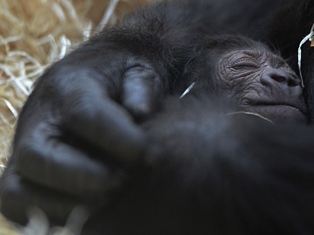 Gorila (Foto: Michal Cizek/AFP)