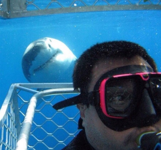 Tubarão intrometido invadiu selfie (Foto: Reprodução/Twitter/Gareth Brown)