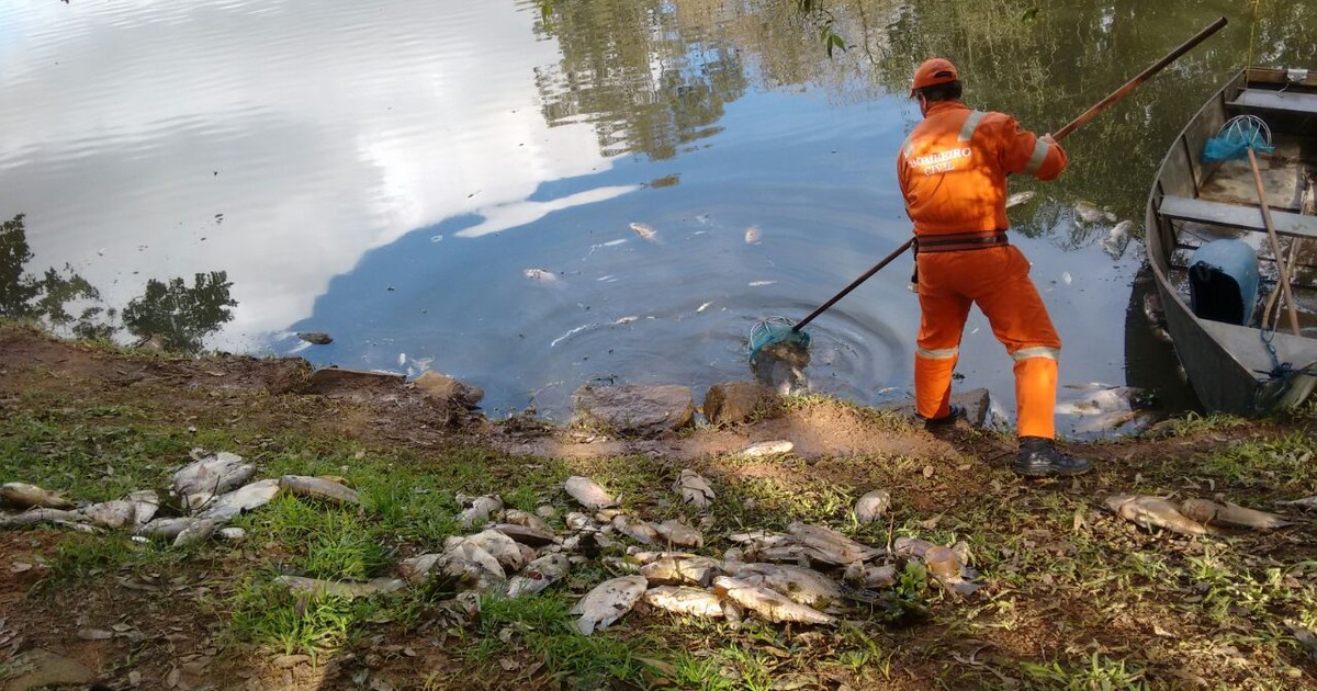 G1 Cerca de três toneladas de peixes mortos são achadas em Viamão RS