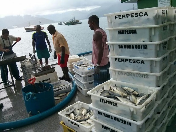 G1 Polícia Ambiental apreende quase 2 toneladas de peixes em Ubatuba