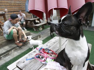 Homem brinca com seu cão em um 'dog cafe', cafeteria que permite a entrada de cães na Coreia do Sul; mercado pet cresce, enquanto consumo de carne de cachorro diminui (Foto: Lee Jin-man/AP)
