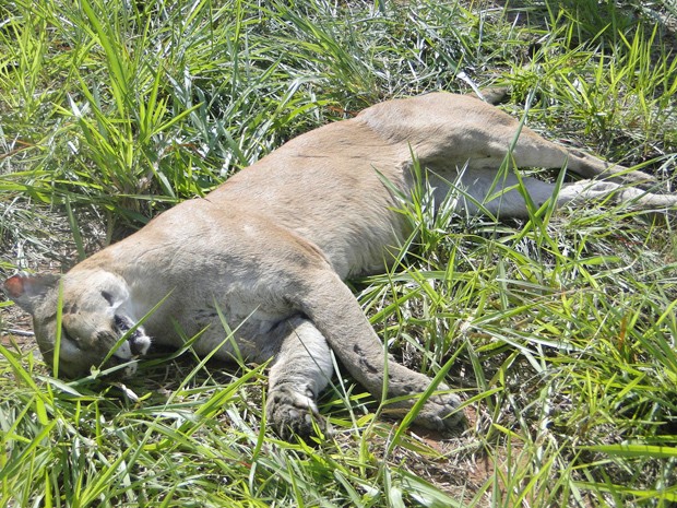 Animal, segundo funcionários, tem cerca de 50 kg e era macho (Foto: Edemalges Teixeira/Jornal Folha do Pontal/Cedida)