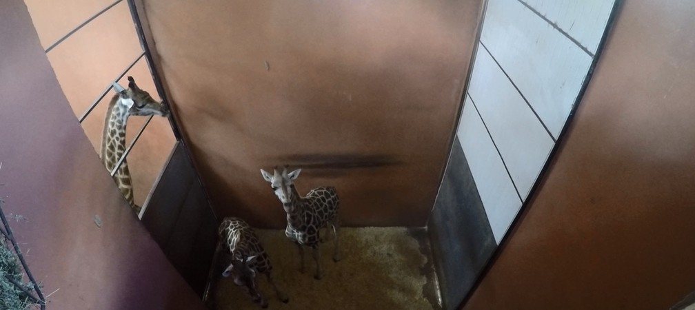 Girafas, que são jovens, foram colocadas em local para adaptação antes de serem transferidas para recinto (Foto: Zooparque de Itatiba/Divulgação)