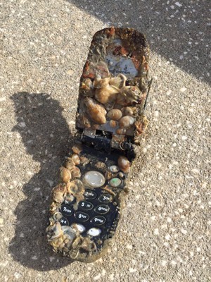 Mergulhadores acham celular coberto de conchas na costa da Flórida (Foto: The Florida Aquarium)