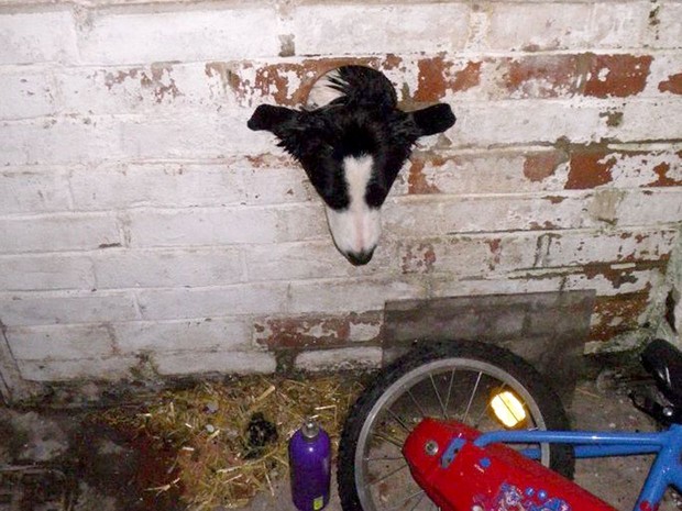 Neste ano, um cachorro curioso de Nottinghamshire, no Reino Unido, entrou em uma enrascada depois que, durante a exploração de sua nova casa, prendeu a cabeça em um buraco destinado a tubulação de ar, e precisou de uma equipe dos bombeiros para ser libertado (Foto: Caters News Agency)