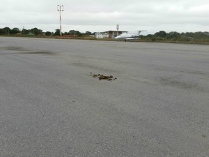 Animais deixam rastro de fezes em pista do Aeroporto de Porto Murtinho, em Mato Grosso do Sul (Foto: Edicarlos Oliveira/Arquivo Pessoal)