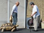 Japonês vira sensação na internet com tartaruga gigante