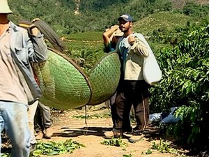 &#39;Colheita solidária&#39; é feita para ajudar produtor de café com câncer no Espírito Santo (Foto: Reprodução/ TV Gazeta)