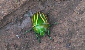 Morador De Cidade Serrana Do Ce Fotografa Besouro Verde E Amarelo Vc No G1 Ce G1 Os coleópteros (coleoptera) compõem uma ordem muito diversa de insetos, entre os quais os mais populares são os besouros e as joaninhas. g1 globo