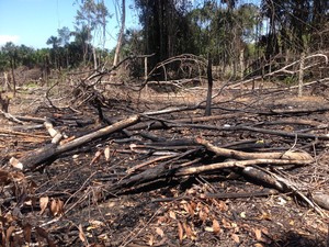 Invasores queimaram vegetação de área (Foto: Jéssica Alves/G1)