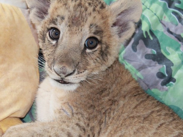 G1 Apos Ser Rejeitado Pela Mae Filhote De Leao Vira Atracao Em Zoo De Sc Noticias Em Nossa Terra 2013