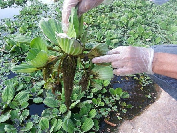 Sujeira se Acumula em Aguapés em Divinópolis, MG (Foto: Anna Lúcia Silva) Sujeira se Acumula em Aguapés em Divinópolis, MG (Foto: Anna Lúcia Silva)