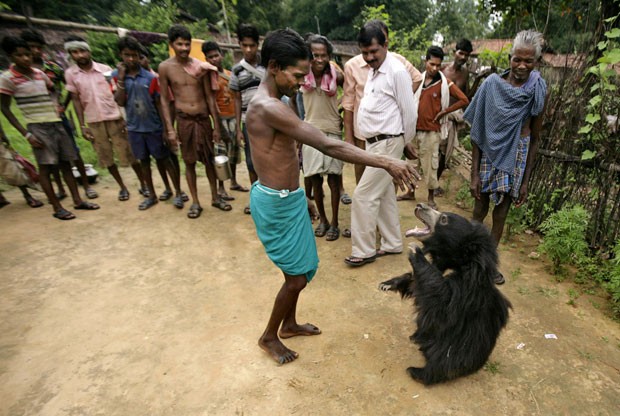 Urso foi adotado pela família após entrar na aldeia ao seguir um rebanho de cabras. (Foto: Biswaranjan Rout/AP)