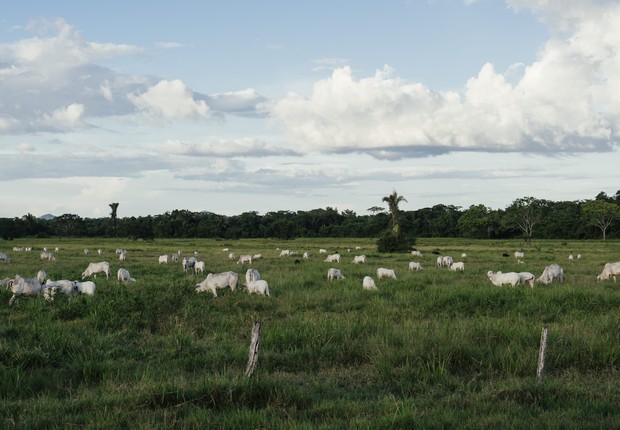 Fazenda de gado na Amazônia (Foto: Filipe Redondo/ÉPOCA)