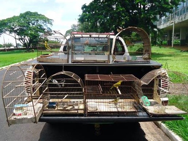 Após denúncias, 37 aves foram libertadas na natureza durante fiscalização. (Fot Polícia Militar Ambiental/ Divulgação)