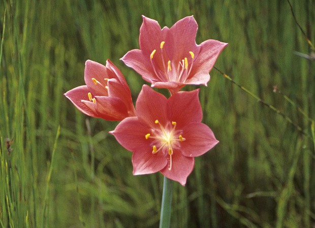 Um dos bulbos mais elegantes do Cabo é o George Lily (Cyrthanthus elatus) da família das Amaryllidáceas ou açucenas. A flor está rodeada de restionáceas, uma planta que existe a 65 milhões de anos.  (Foto: Haroldo Castro/ Época)