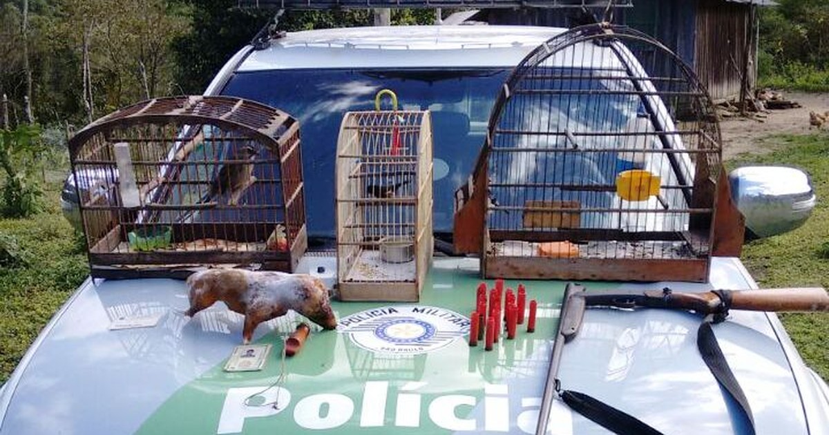 Polícia apreende animais silvestres, palmito e armas em Cananéia ... - Globo.com
