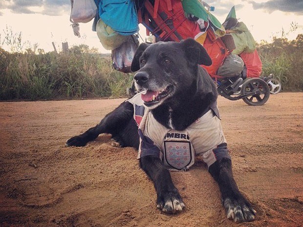 O cachorro Jefferson; eles buscam um lar para o animal em Porto Alegre (Foto: Arquivo pessoal/Walk to the World Cup)