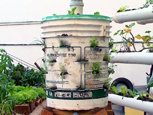 Balde foi reaproveitado em plantio de tomate.  (Foto: Reprodução/EPTV)