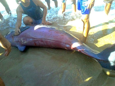 Filhote de baleia encalha em praia do Piauí (Foto: Divulgação / Proparnaiba)