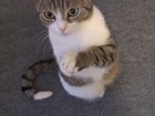 Vídeo de gato 'implorando' por comida vira hit na web
