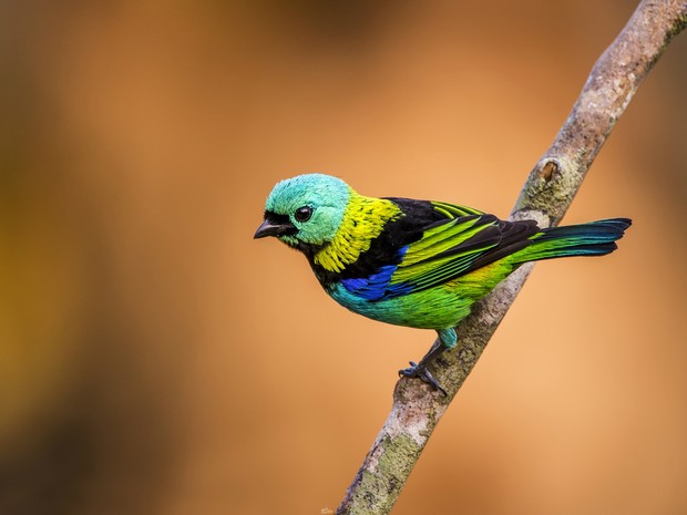 G1 - Livro reúne imagens de reserva da Mata Atlântica em Sooretama, ES ...