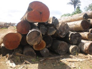 Material apreendido ficou no pátio das empresas autuadas (Foto: Divulgação / Ibama)