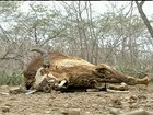 Estiagem provoca morte de mais de 70 mil cabeças de gado no CE