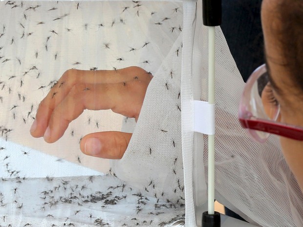 Uma garota coloca a mão em uma caixa com mosquitos Aedes aegypti, responsável pela transmissão da dengue, geneticamente modificados durante uma exposição educacional da empresa britânica de biotecnologia Oxitec em Piracicaba, no interior de São Paulo (Foto: Paulo Whitaker/Reuters)