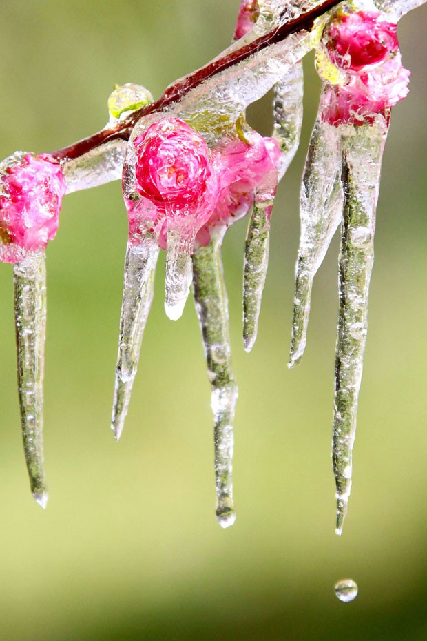 Estalactites de gelo se formaram em flores em um jardim em Hami (Foto: AFP)