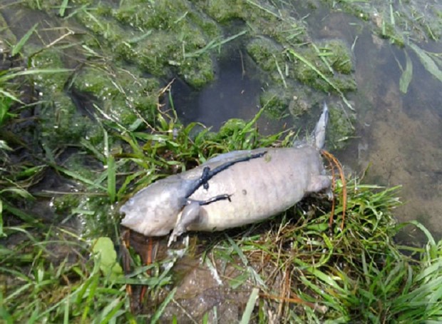 Imagem bizarra mostra peixe que parece ter pés (Foto: Reprodução/Imgur/BobbyandStacieKent ·)