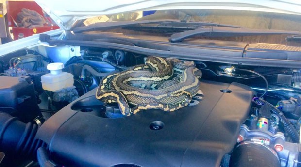 Mecânicos encontraram píton de 2 m em motor de carro (Foto: Reprodução/Facebook/Sunshine Coast Snake Catchers 24/7)