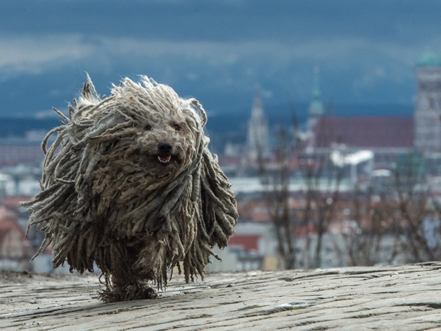 Cão sacudiu pelo 'volumoso' ao estilo de propaganda de xampu (Foto: Matthias Balk/DPA/AP)