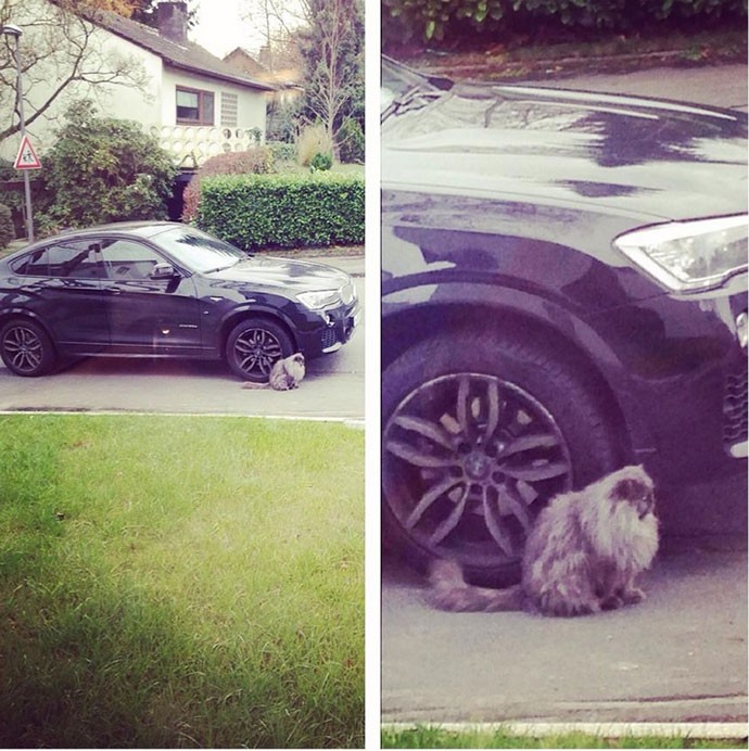 Mikael Forssell tem problema com gato ao sair de casa (Foto: Reprodução / Twitter)
