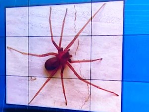 Aranha que teria picado Edineuza bispo é da espécie conhecida como aranha marrom (Foto: Imagens/ Tv Bahia)