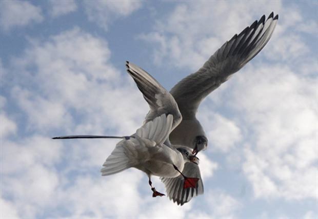 O fotógrafo Michal Cizek flagrou nesta terça-feira (15) duas gaivotas lutando por um pedaço de pão durante o voo em Praga, na República Tcheca. (Foto: Michal Cizek/AFP)