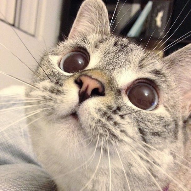 Conheca Wilfred O Gatinho Feio Que E Meme Nas Redes Sociais