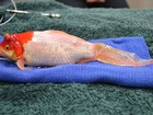 Peixe-dourado passa por cirurgia para retirada de tumor na Austrália