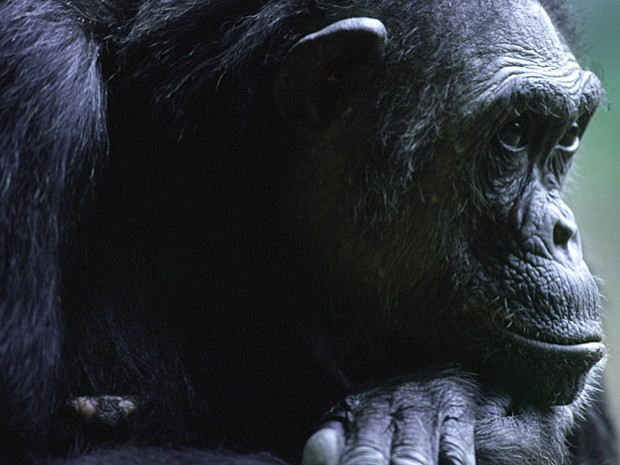 Chimpanzé também tem senso de justiça (Foto: Biosphoto/Michel Gunther/Arquivo AFP)