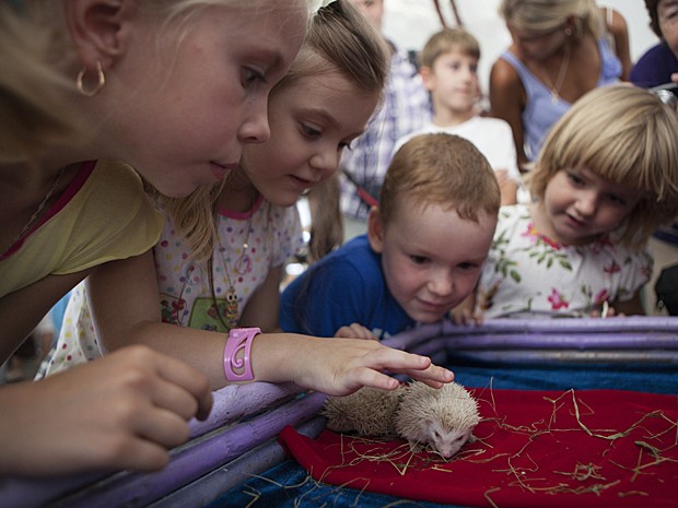 Crianças acariciam filhotes albinos de ouriço (Foto: Alexander Zemlianichenko Jr/AP)