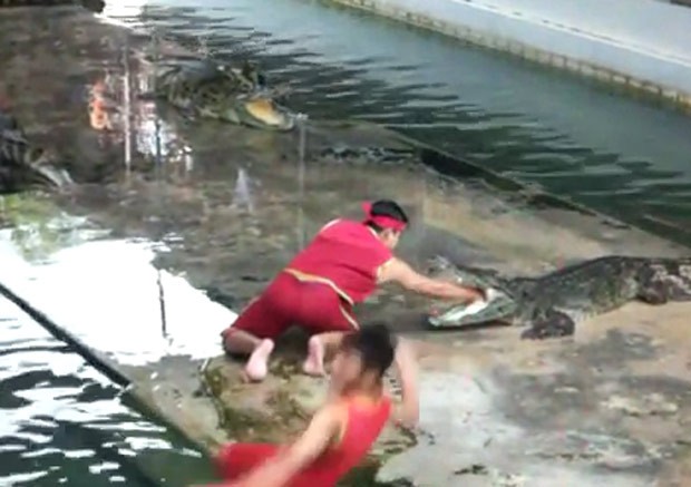 Artista levou tombo hilário durante show tenso com crocodilos (Foto: Reprodução/Imgur/ThisIsVegas1337 ) Artista levou tombo hilário durante show tenso com crocodilos (Foto: Reprodução/Imgur/ThisIsVegas1337 )