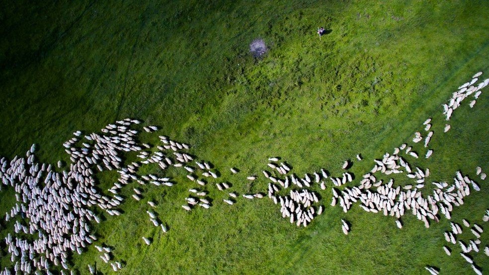 Grupos de pequenas ovelhas brancas são vistos se espalhando sobre a grama vibrante de campos romenos. (Foto: Szabolcs Ignacz)