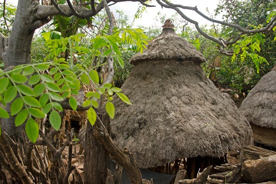 Árvores de moringa entre as cabanas dos habitantes Konso (Foto: © Haroldo Castro/Época)