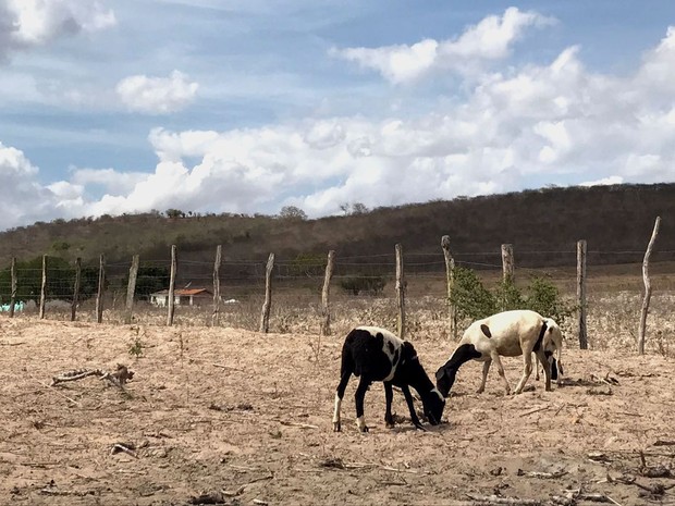 Animais não encontram comida em pastos secos (Foto: Alan Tiago Alves/G1)