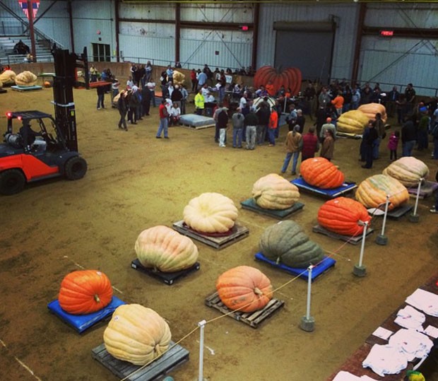 Concurso de abóboras gigantes ocorreu em feira em Massachussets (Foto: Reprodução/ Instagram/Topsfieldfair)