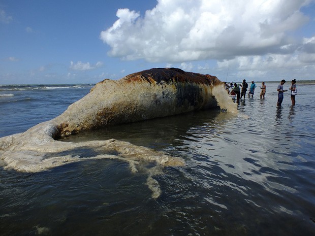 baleia encalha em morro de são paulo (Foto: Rota Tropical / Arquivo Pessoal)