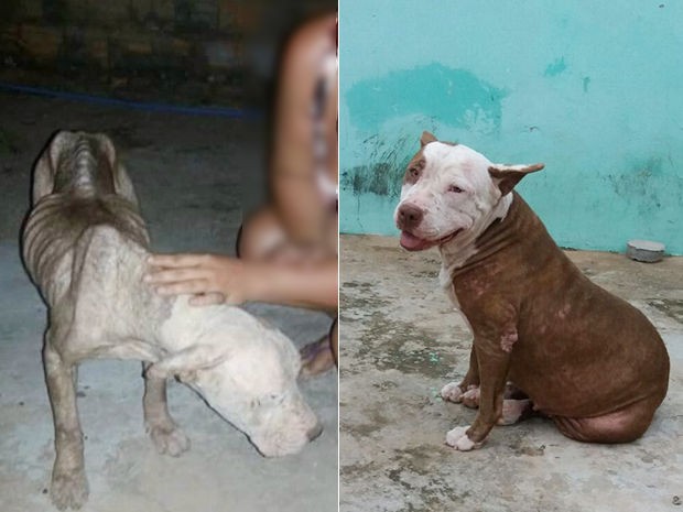 Imagem mostra o antes e depois de Teka, quando foi resgatada com 15 kg e depois com 40 kg (Foto: Cinthia Fernandes/ ONG Anjos Peludos)
