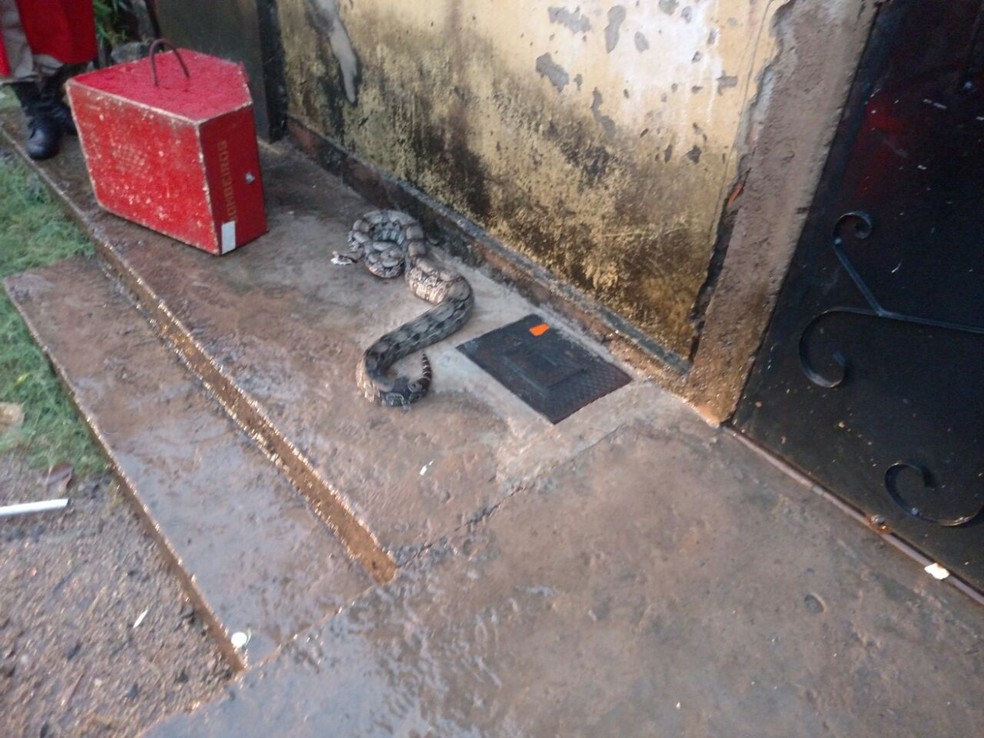 Cobra estava no portão de uma residência (Foto: Corpo de Bombeiros/ Divulgação)